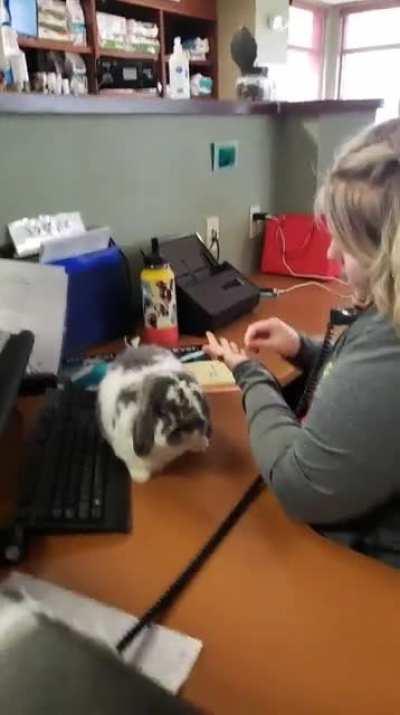 Howard got a day job working at the front desk of my clinic, about time he starts making his own money