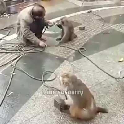Don&rsquo;t bring a knife to a monkey fight