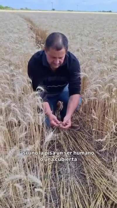 Productores agropecuarios en alerta por la aparición de crop circles en zonas rurales de Avellaneda