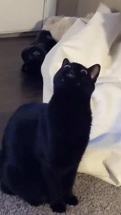 My boy chirping at a moth on the ceiling.