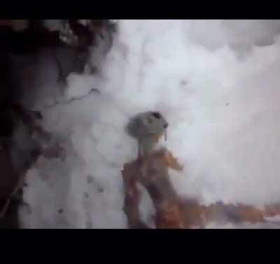 Alien discovered in Siberia.A lot of similarity with in Mexico