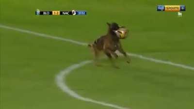 Police dog steals ball during soccer match