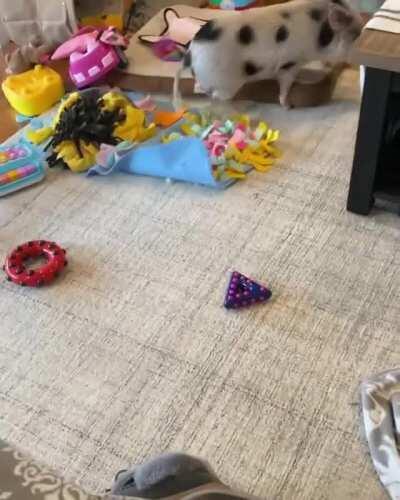 Energetic piggy playing