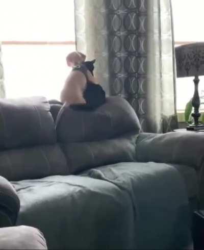 Waiting for the arrival of the owner