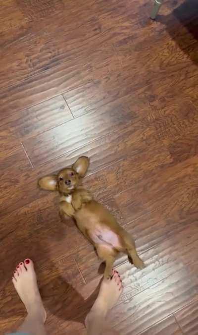 Cute pupper wants belly rubs