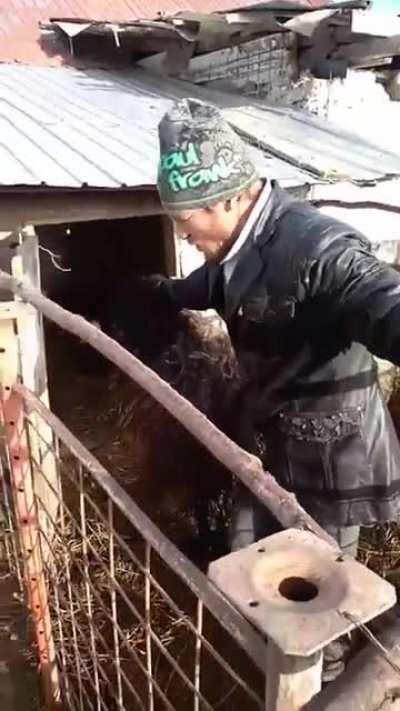 S-a dus pe pulă cu oaia nărăvașă