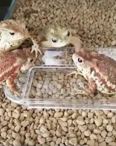 Anyone know the name of this species (I know its a toad)
