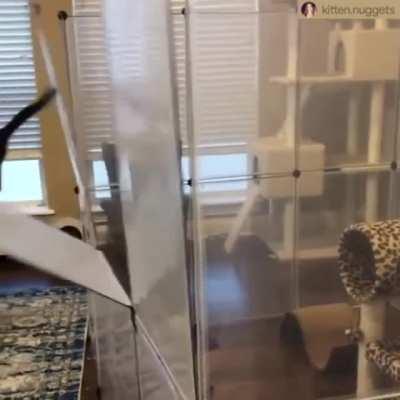 Catculating a prison break