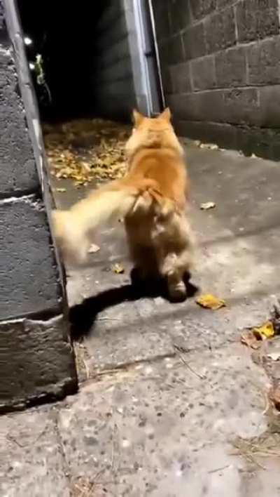 Girl made 'pspspsps' in the wrong neighborhood