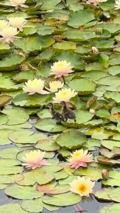 The cutest pair of ducklings walking on lilypads