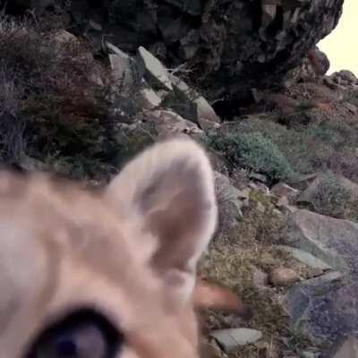 This puma checking out a trail camera