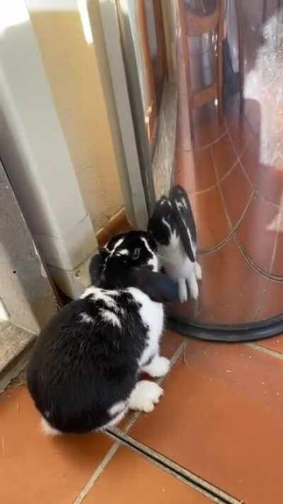 That moment when you wish you had your rabbit’s self esteem