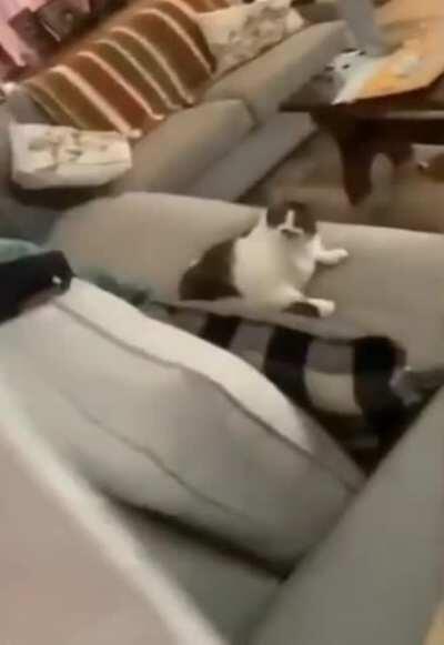 *Aggressively licks self*