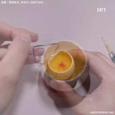 Growing a chicken inside a duck egg.