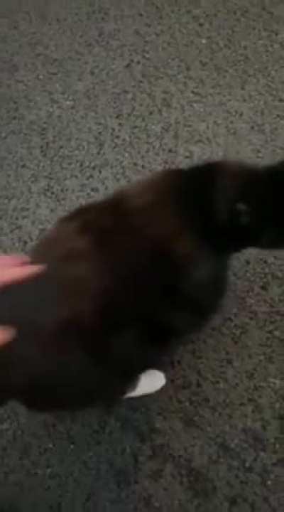 Found in the wilds of Dublin