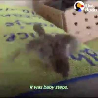 The real life 'Disney' story of Chibi the sparrow who never left the rescuers even when she was ready to fly off on her own.