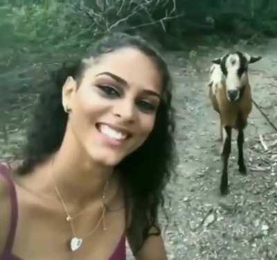 Even rams hate influencers