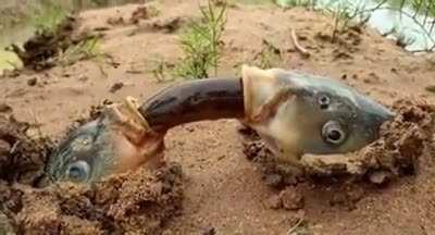 I am perplexed and terrified