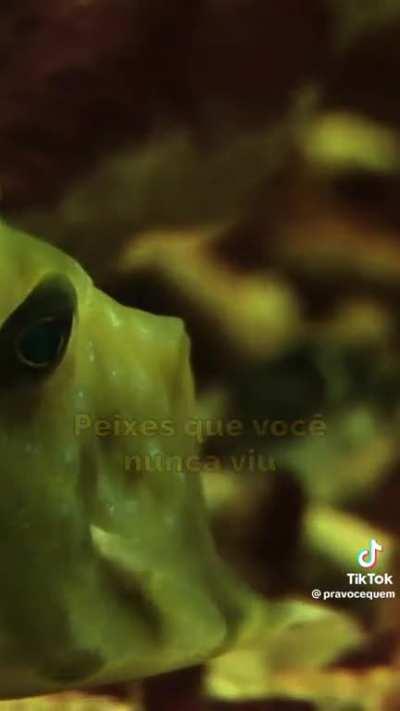 Peixe 