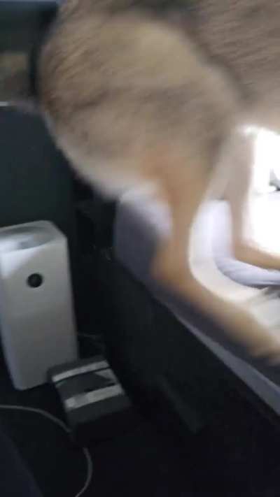 Koda trying to protect me from the massage gun