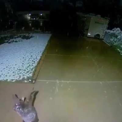 Baby bear trying to catch snowflakes