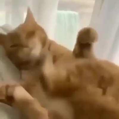 CAt Is sTomPed tO deAtH bY hIs OwN foOT.