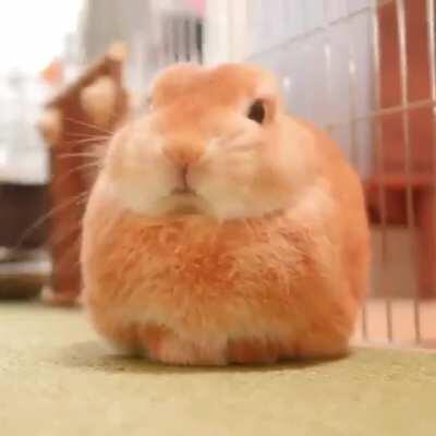 Perfectly toasted marshmallow bunny