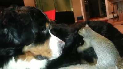 Squirrel tries to hide nut in Bernese Mountain dog's fur