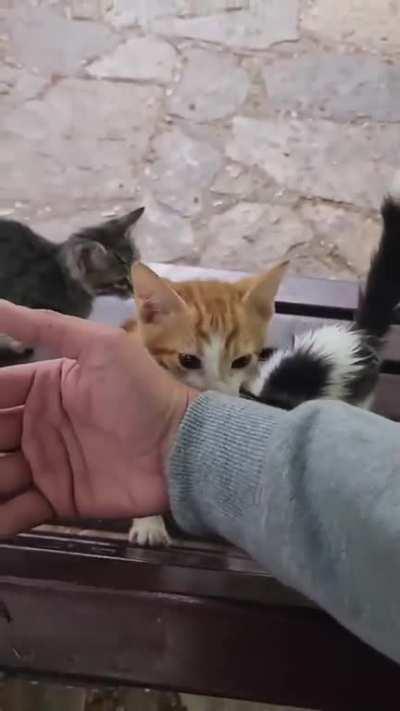 Congratulations! You have just been adopted