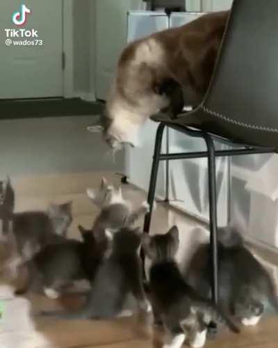 Startled in unison (found on tiktok)