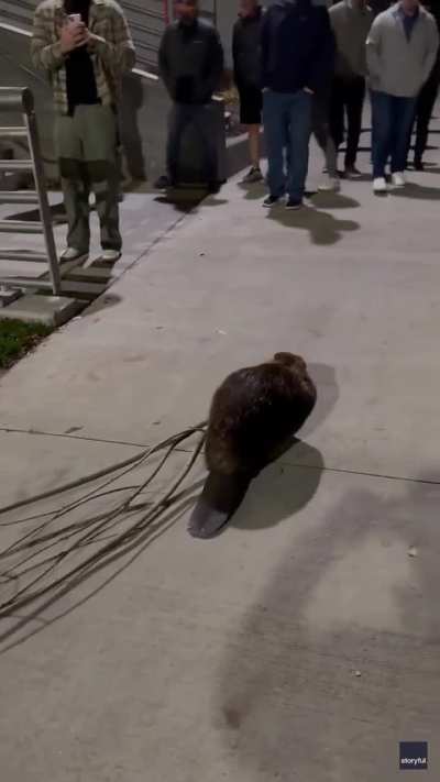 🔥 Beaver dragging a branch back to the river while an audience cheers him on