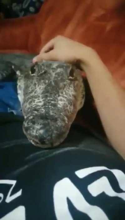 Cute as hell but dear god NO.