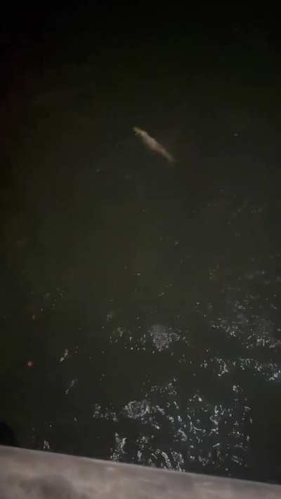 Yeah, i need a exorcist. Arapaima are not real....