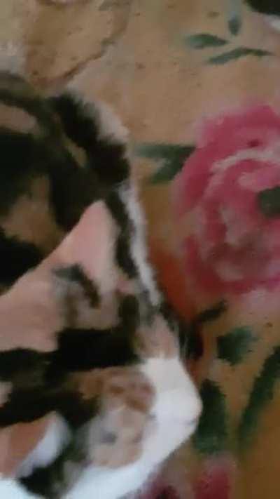 Perfect loaf vs non perfect loaf