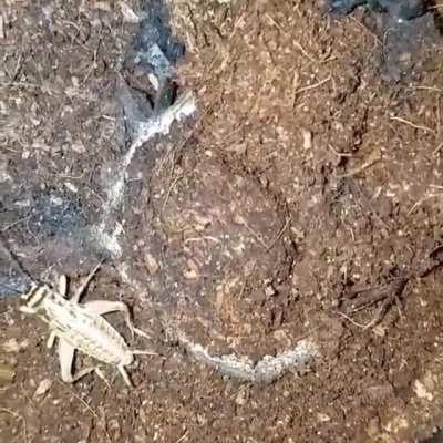 🔥 Trapdoor spiders build homes with an actual ‘hinged’ door . Silk is left outside these doors, a kind of trip line that vibrates when trespassers cross it, alerting the spider to a potential meal. A huge surprise for passing insects
