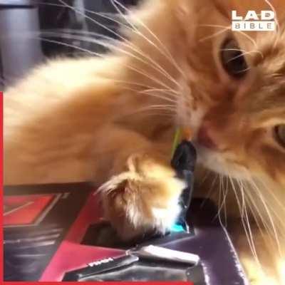 And the cat chose... the dark side!