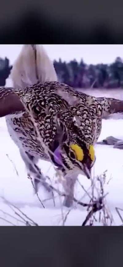 drone malfunctioning