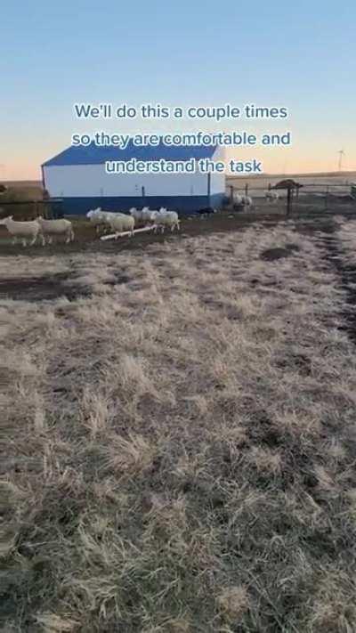 Kess helping the lambs to learn how to be handled by a dog