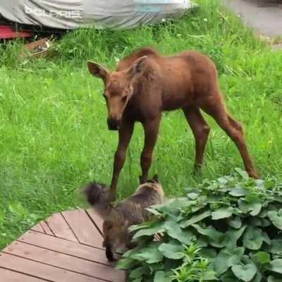 Plumps the cat extends a greeting to a young moose calf. This baby was born next to his house and Plumps has been accepted by the baby’s mother