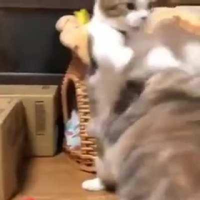 When spellcasters fight in melee range but can't hit anything because of disadvantage