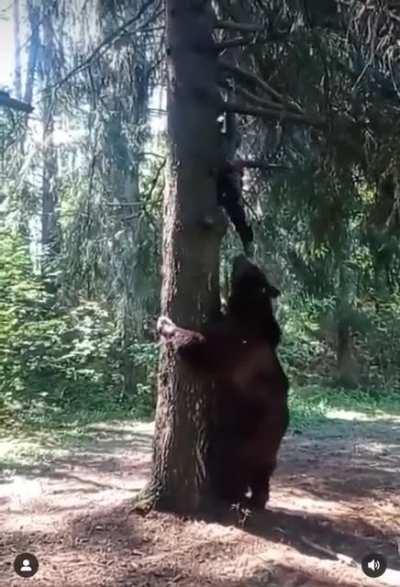 Bear Attack