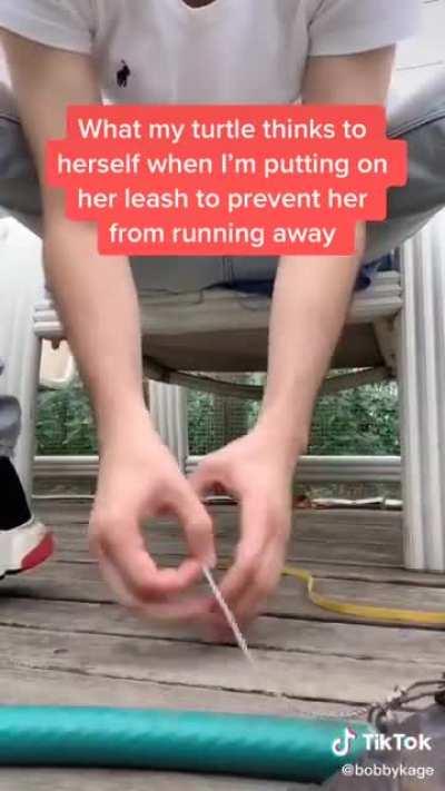 What this turtle must be thinking