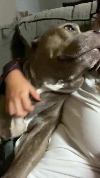 Taking down an 80 lb Pibble in just 40 seconds