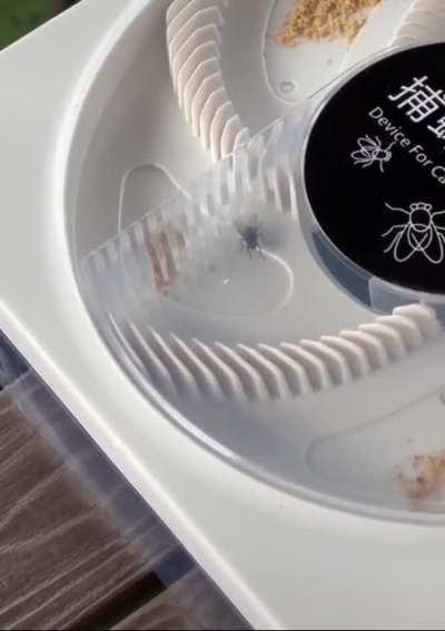 fLY GeTs fUckIng MurdEred In DeaTh mAchiNE