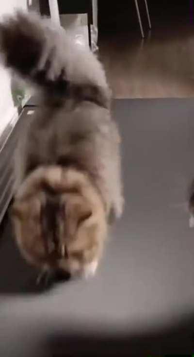 Now it's their running track&hellip;