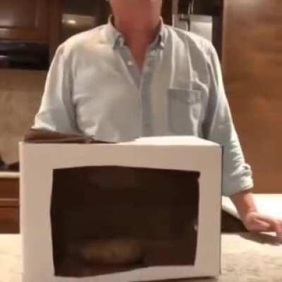 Hairy potato moves a lot