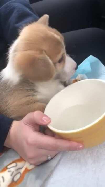 Driving home with our new Corgi! He’s eight weeks old!