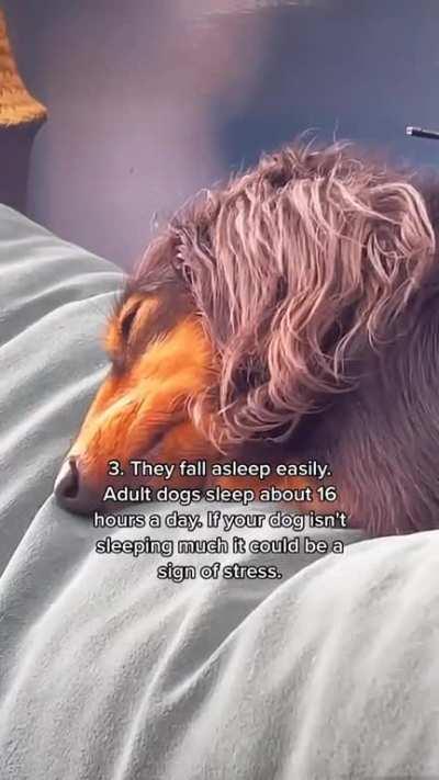 Follow us for more 🐾