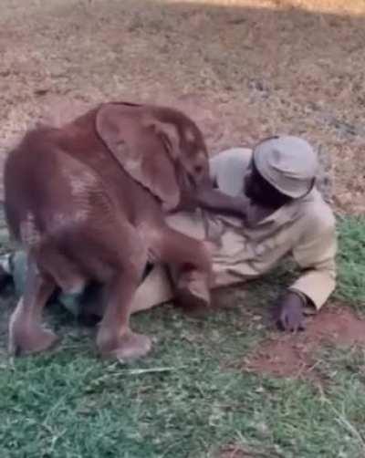 Baby elephant snuggle session with Keeper Joseph and the Sheldrick Wildlife Nursery