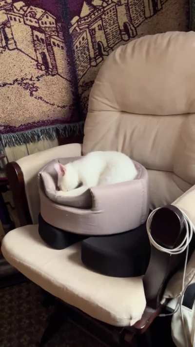 The orange cat energy is strong with this one